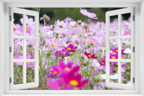 Fototapeta Naklejka Na Ścianę Okno 3D - Cosmos, Flowers