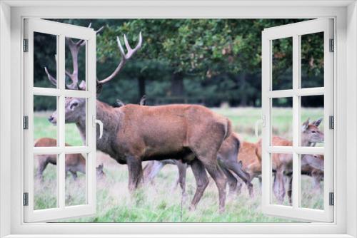 Fototapeta Naklejka Na Ścianę Okno 3D - A close up of a Red Deer in the countryside