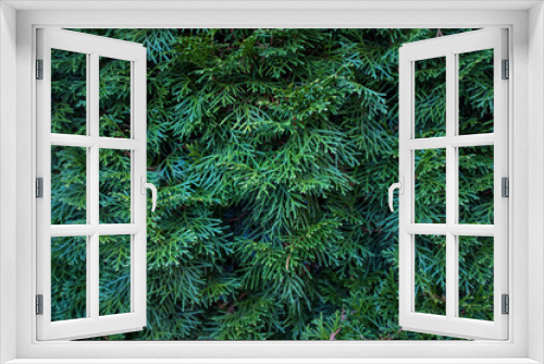 Fototapeta Naklejka Na Ścianę Okno 3D - Green fir branch. Close up macro photo