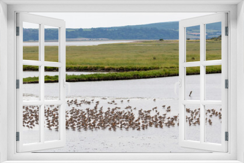 Fototapeta Naklejka Na Ścianę Okno 3D - Flock of wading birds, Black tailed Godwit.