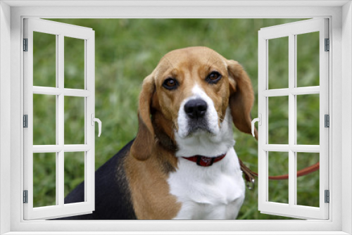 Fototapeta Naklejka Na Ścianę Okno 3D - Beagle