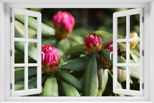 Fototapeta Naklejka Na Ścianę Okno 3D - Buds of the rhodoendron flower close-up. Floral background, blur.