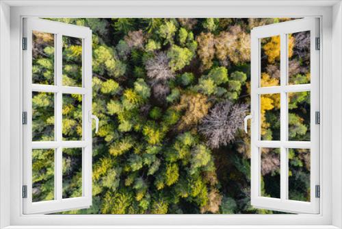 Fototapeta Naklejka Na Ścianę Okno 3D - Directly above aerial drone full frame shot of green emerald pine forests and yellow foliage groves with beautiful texture of treetops. Beautiful fall season scenery. Mountains in autumn golden colors