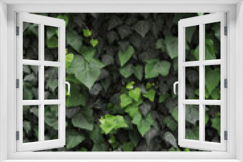 Fototapeta Naklejka Na Ścianę Okno 3D - close up of green leaves