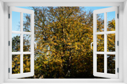 Fototapeta Naklejka Na Ścianę Okno 3D - Leaves on a tree changing to Autumn colours