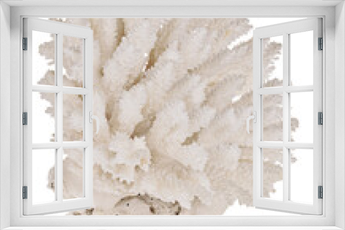 Fototapeta Naklejka Na Ścianę Okno 3D - pure white isolated large polyp