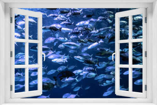Fototapeta Naklejka Na Ścianę Okno 3D - Hordes of fish in an aquarium.