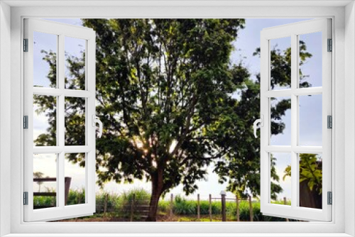 Fototapeta Naklejka Na Ścianę Okno 3D - Árvore pau Brasil