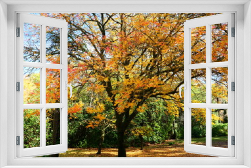 Fototapeta Naklejka Na Ścianę Okno 3D - Autumn Tree
