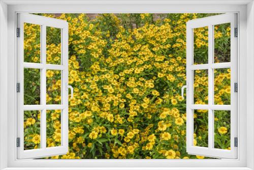 Fototapeta Naklejka Na Ścianę Okno 3D - Helenium Autumnale Sneezeweed Yellow Flowers