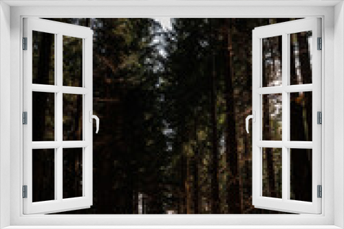 Fototapeta Naklejka Na Ścianę Okno 3D - Vertical wide angle pine tree forest with sun comming through the greenery, very tall and old trees in moody woodland, british forestry uk.