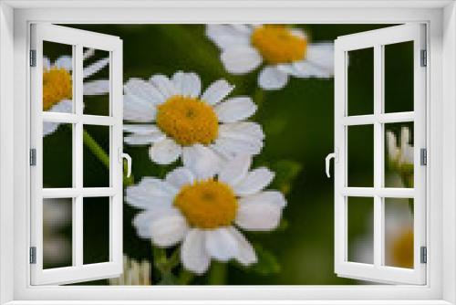 Fototapeta Naklejka Na Ścianę Okno 3D - Blooming chamomile flower on a summer sunny day macro photo. Wildflowers with white petals in the meadow close-up photo. Blossom daisies in springtime floral background.