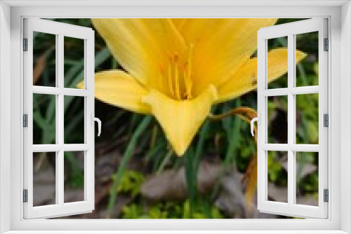 Fototapeta Naklejka Na Ścianę Okno 3D - Una flor en medio del parque