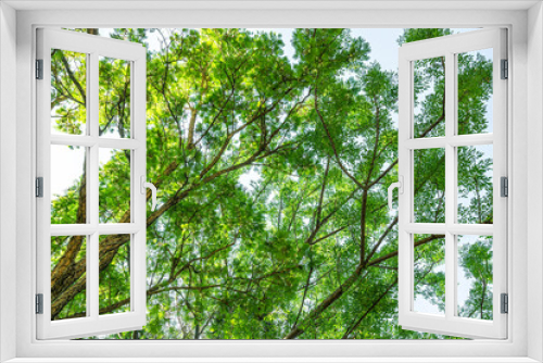 Fototapeta Naklejka Na Ścianę Okno 3D - Vista de árvores