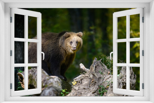 Fototapeta Naklejka Na Ścianę Okno 3D - Baby cub wild Brown Bear (Ursus Arctos) on tree in the autumn forest. Animal in natural habitat