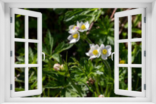 Fototapeta Naklejka Na Ścianę Okno 3D - Anemonastrum narcissiflorum flower in mountains