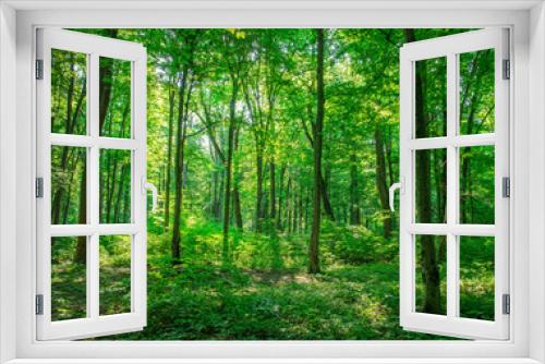 Fototapeta Naklejka Na Ścianę Okno 3D - Sunlight in the green forest, spring time