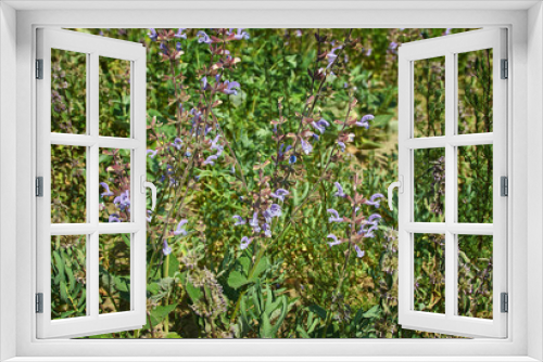 Fototapeta Naklejka Na Ścianę Okno 3D - Salvia daghestanica