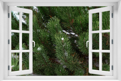Fototapeta Naklejka Na Ścianę Okno 3D - Christmas background with green branches of evergreen fir in snow.