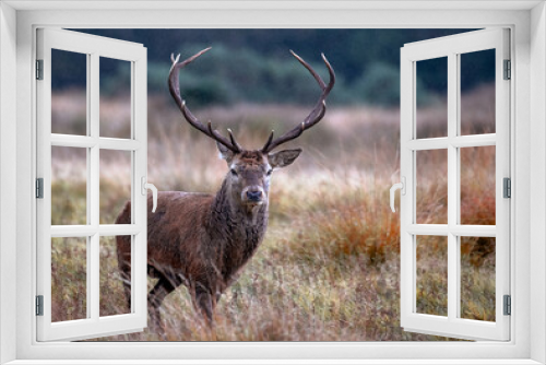 Fototapeta Naklejka Na Ścianę Okno 3D - Red Deer Stag - Killarney - Ireland
