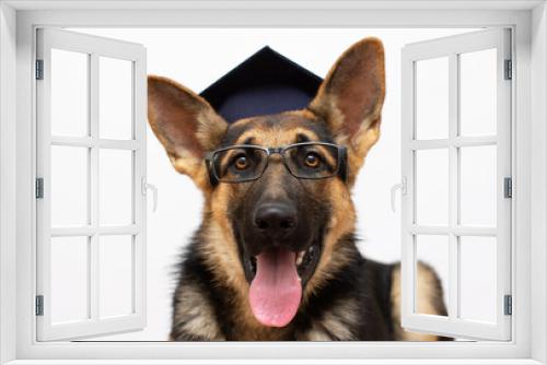 Fototapeta Naklejka Na Ścianę Okno 3D - Smart dog student Portrait of a cute German shepherd wearing a graduation cap in glassed (isolated on white), copy space on the left for your text