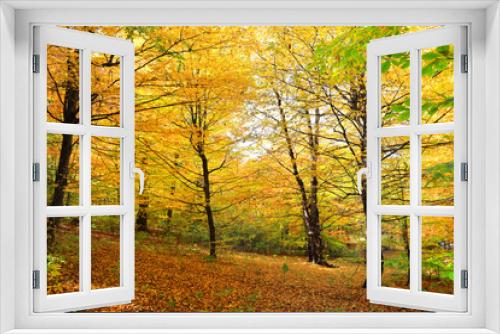 Fototapeta Naklejka Na Ścianę Okno 3D - Autumn forest in sunny day