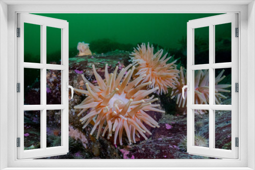 Fototapeta Naklejka Na Ścianę Okno 3D - anemones