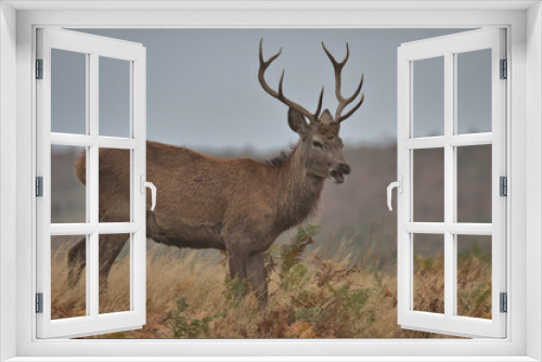 Fototapeta Naklejka Na Ścianę Okno 3D - Young Red deer buck standing in long grass and ferns.
