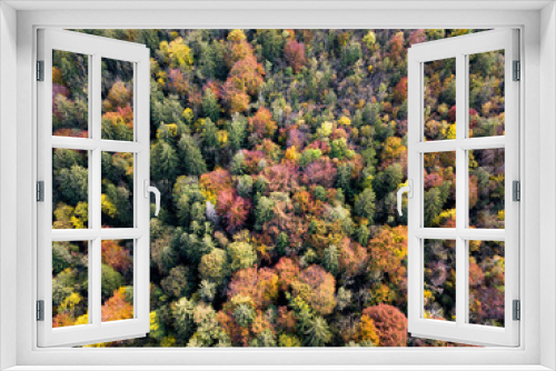 Fototapeta Naklejka Na Ścianę Okno 3D - autumn foliage in the woods of Italy