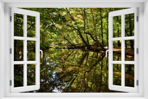 Fototapeta Naklejka Na Ścianę Okno 3D - Reflection of trees on the water
