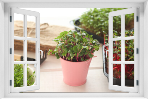 Fototapeta Naklejka Na Ścianę Okno 3D - Growing microgreens at home. Cress salad, radish microgreens and gardening tools on the table. Healthy food, vegan food dieting concept