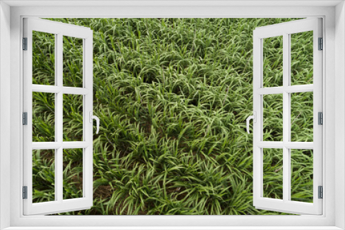 Fototapeta Naklejka Na Ścianę Okno 3D - Aerial view of sugarcane plants growing at field