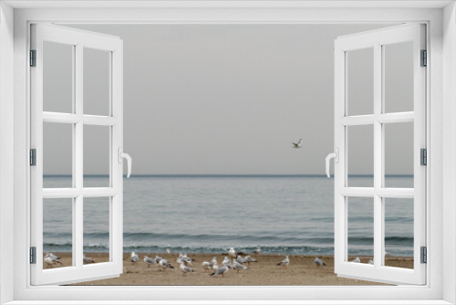 Fototapeta Naklejka Na Ścianę Okno 3D - seagulls on the beach
