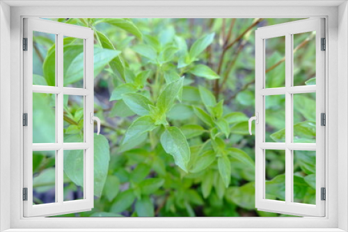 Fototapeta Naklejka Na Ścianę Okno 3D - Green lemon basil. Fresh sprigs and leaves of basil. Close-up of a useful edible garden plant.