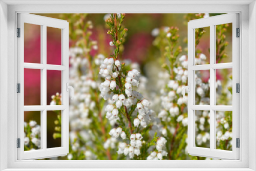 Fototapeta Naklejka Na Ścianę Okno 3D - White bell heather