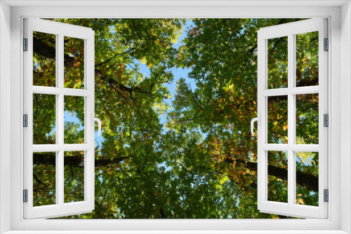 Fototapeta Naklejka Na Ścianę Okno 3D - High angle view of chestnut tree forest in the Castañar de El Tiemblo, Avila, Spain that contains trees that are several centuries old.