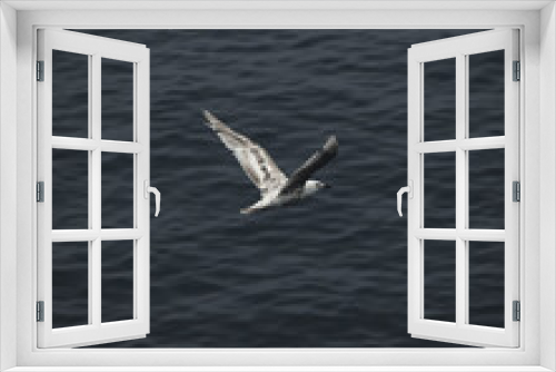 Fototapeta Naklejka Na Ścianę Okno 3D - Bird in the sea. Iturup, Russia 