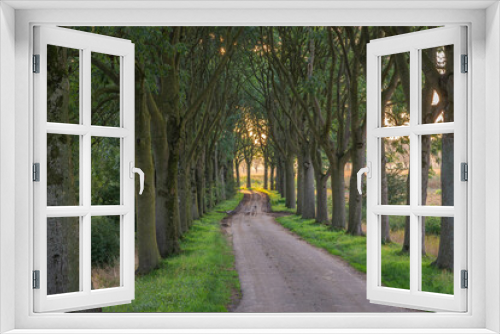 Fototapeta Naklejka Na Ścianę Okno 3D - Winding road with symmetrical lines of trees in dutch countryside during sunset