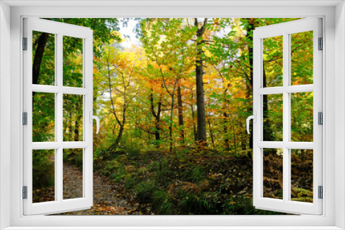 Fototapeta Naklejka Na Ścianę Okno 3D - Un sentiero nel bosco in una giornata d'autunno.