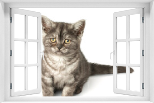 Fototapeta Naklejka Na Ścianę Okno 3D - British Shorthair cat on white background