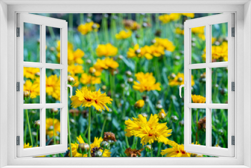 Fototapeta Naklejka Na Ścianę Okno 3D - Coreopsis or Parisian beauty blossom in the meadow. Many yellow flower Coreopsis blossom