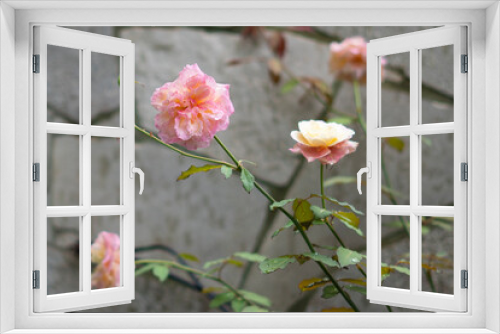 Fototapeta Naklejka Na Ścianę Okno 3D - Rosa amarela