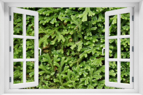 Fototapeta Naklejka Na Ścianę Okno 3D - Beautiful green moss on the floor. Beautiful background of moss for wallpaper