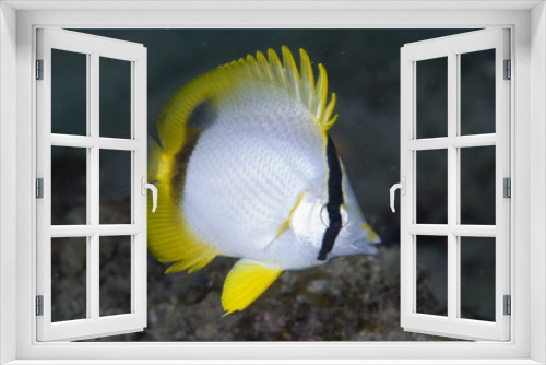 Fototapeta Naklejka Na Ścianę Okno 3D - Juvenile Spotifin Butterflyfish, Chaetodon ocellatus