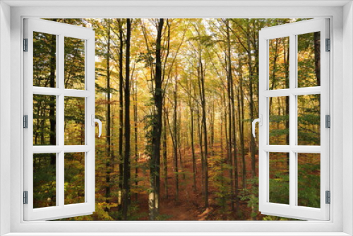 Fototapeta Naklejka Na Ścianę Okno 3D - a forest in autumn with colorful leaves on the trees