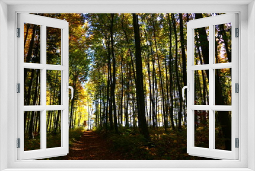 Fototapeta Naklejka Na Ścianę Okno 3D - Sonnendurchfluteter Wald