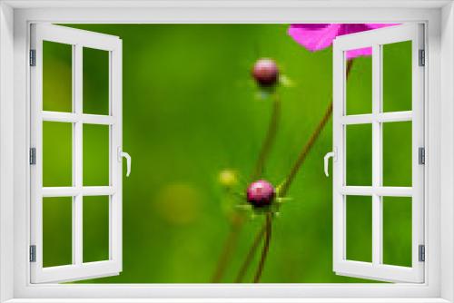 Fototapeta Naklejka Na Ścianę Okno 3D - Flowers and nature