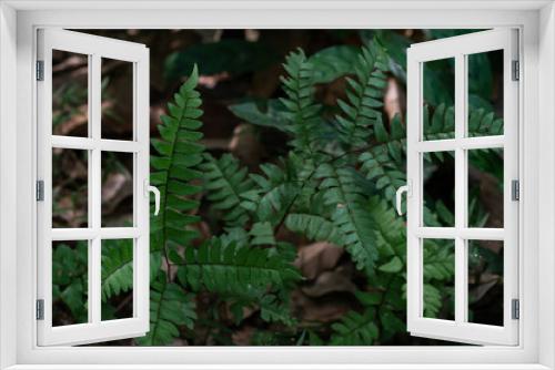 Fototapeta Naklejka Na Ścianę Okno 3D - Tropical green fern leaves on dark background in jungle.