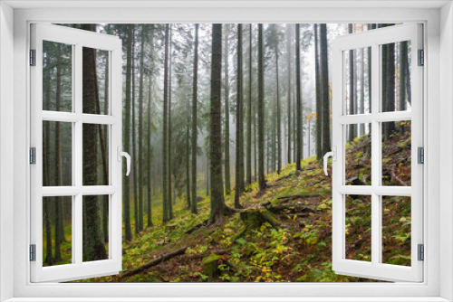 Fototapeta Naklejka Na Ścianę Okno 3D - Misty forest in autumn in Triglav National Park