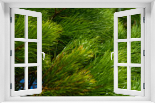 Fototapeta Naklejka Na Ścianę Okno 3D - pine tree branches
